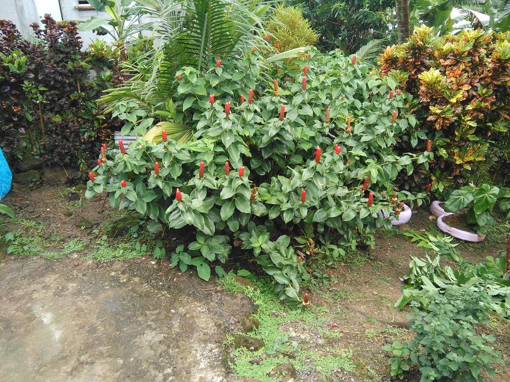 Anthurium Apartment Roseau Esterno foto