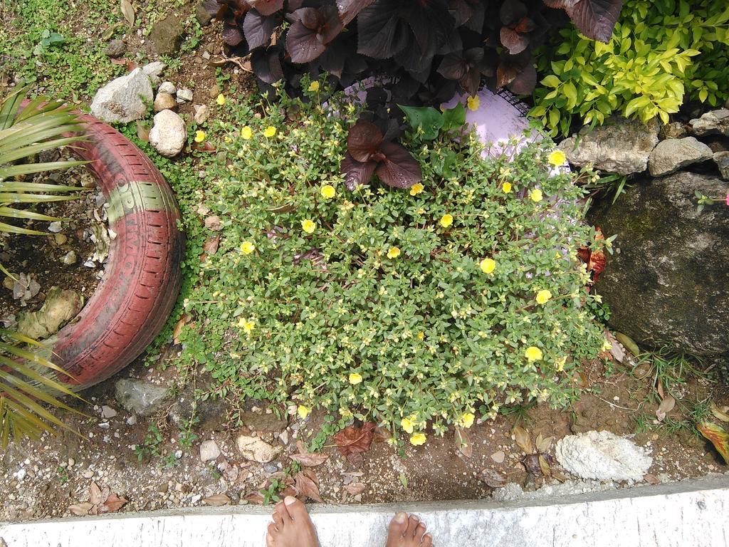 Anthurium Apartment Roseau Esterno foto