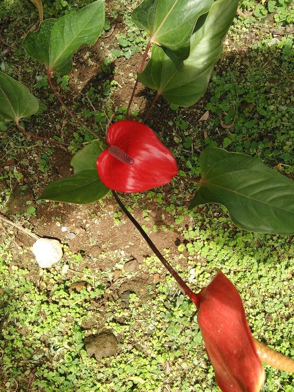 Anthurium Apartment Roseau Esterno foto